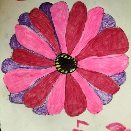 Eine bunte Blume mit abwechselnd pinken und lilafarbenen Blütenblättern und gelber Mitte