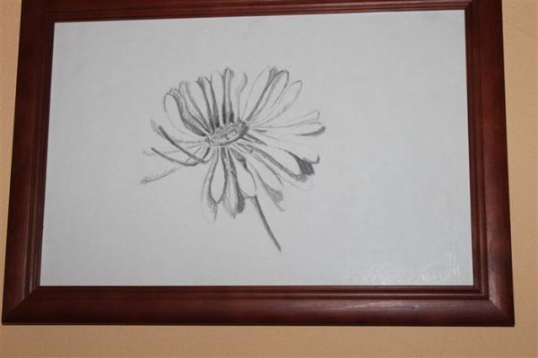 Bleistiftzeichnung einer einzelnen Blume mit lockeren Blütenblättern auf weißem Hintergrund