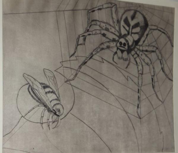 Eine große Spinne mit markantem Muster beobachtet eine Wespe im grauen Netz