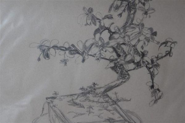 Eine detaillierte Bleistiftzeichnung eines Bonsai-Baums mit zarten Blättern auf weißem Papier