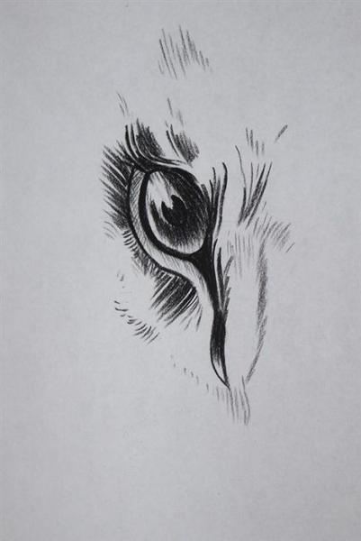 Skizze eines Vogels mit scharfem Auge und markanten schwarzen Linien auf weißem Papier