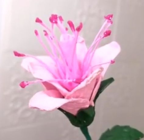 Zartrosa Blume mit filigranen pinken Staubfaeden vor hellem Hintergrund