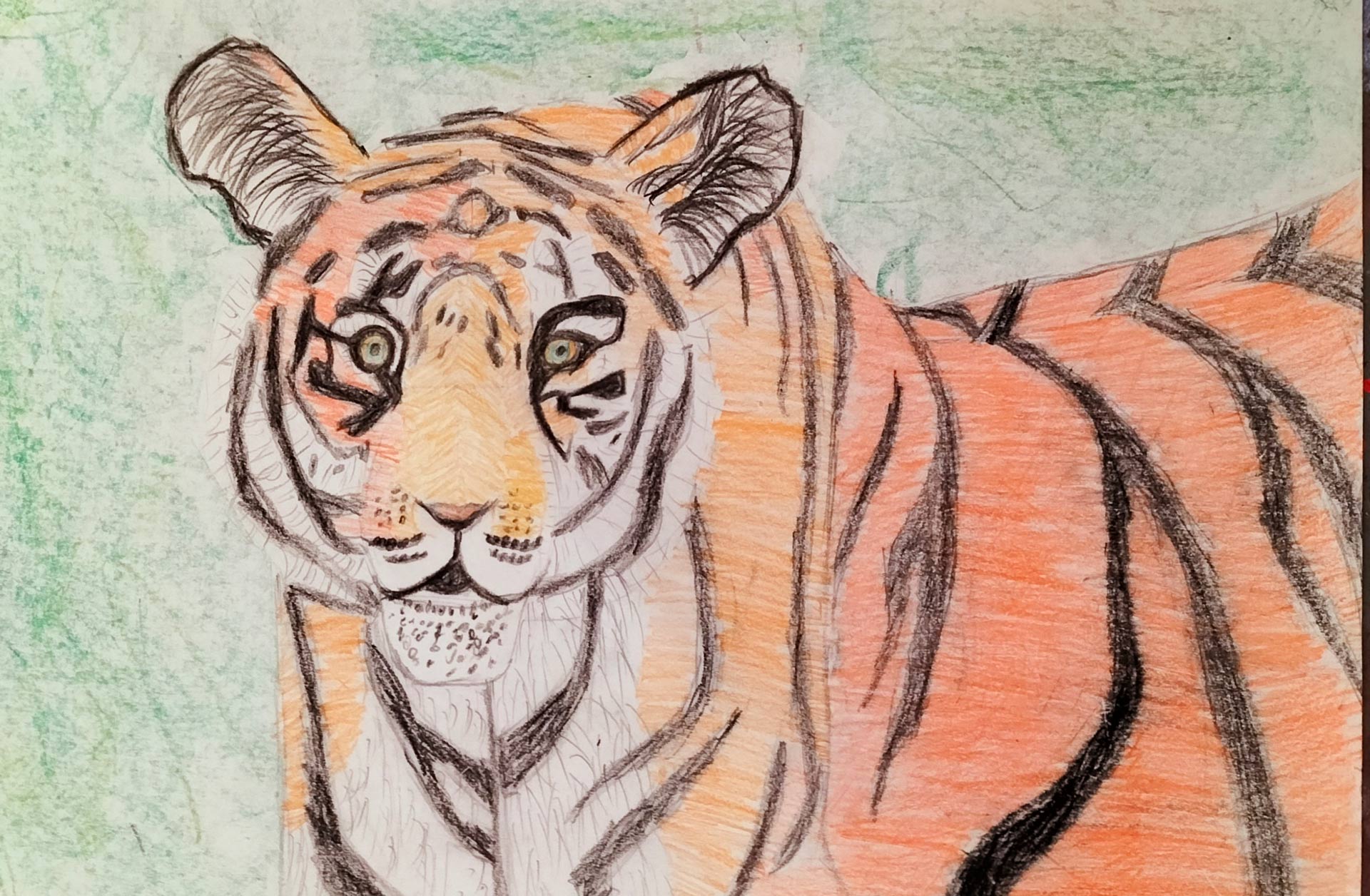 Aufmerksamer orange schwarzer Tiger mit Streifen und gruenem Hintergrund
