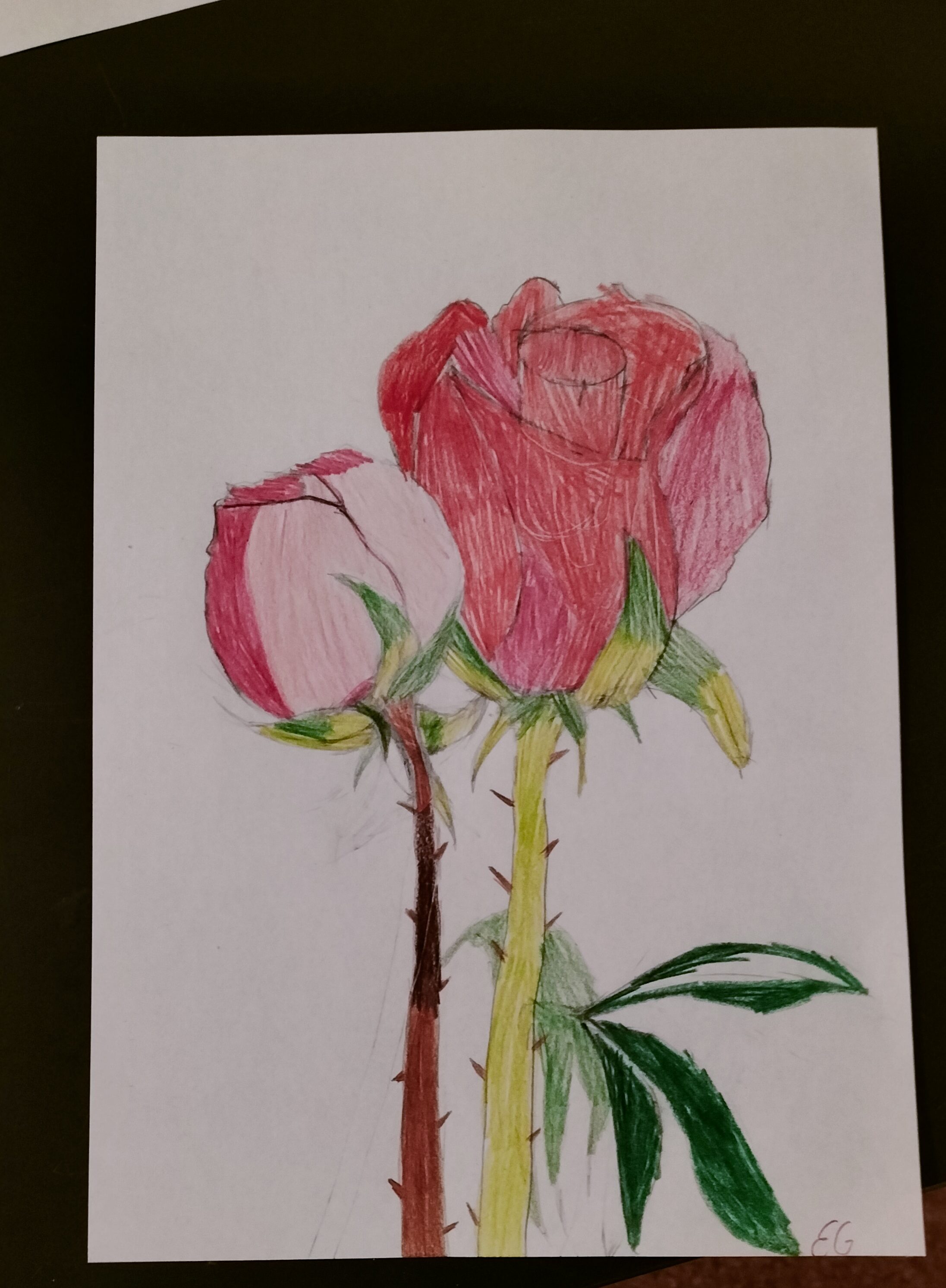 Zwei rote Rosen als Zeichnung, zarte Schattierung und gruene Blaetter